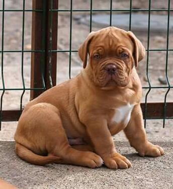 French mastiff